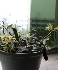 �Ҽ���Ƥ�㶷������