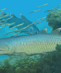 �й�����4����ǰ������ʳ���໯ʯ