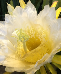 ��ҹ�����ǿ���ȥ