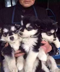 ����˹�� ϲ������