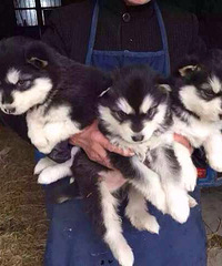 ����˹�� ϲ������