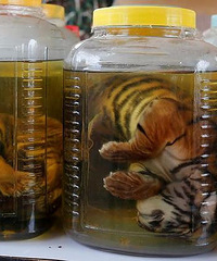 ����������Ŀ���ģ��ϻ����̱�����ƿ��