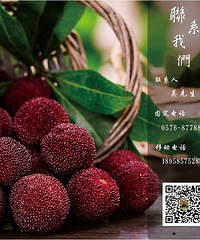 十载梅华,仙居杨梅送货上门免费吃喽!