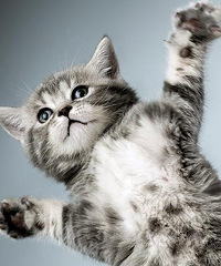 28��180cm������ס�����򳵹���Ա