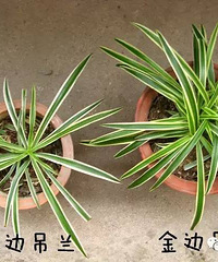 ʲô���������ĵ���������ð�ƻ���