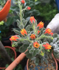 ���⿪����������