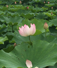 ����ĺɻ����ĺ�