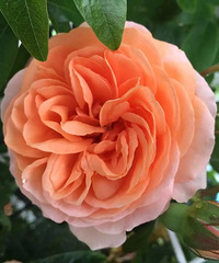 ����һ���¼�