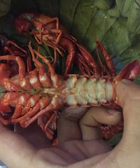 �Ի�����֤  �ڻ��ȵ���Ϻ��Ʒ����ǽ�ǵ�С��Ϻ