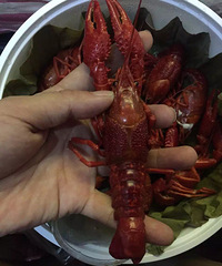 �Ի�����֤  �ڻ��ȵ���Ϻ��Ʒ����ǽ�ǵ�С��Ϻ