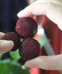 ʮ��÷���ɾ���÷�������Գ��̲�ס�Լ�����������