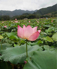 ��̨Ϳѻ���󰶣�������һ����