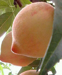 �����ӳ��ã���Ҳ������