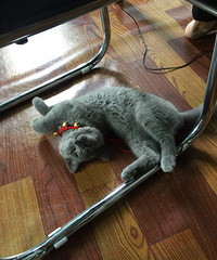 Ԫ�������˯��ǧ��ٹ�