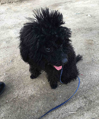 #�ȳ����#+�ȳ�ô�� ˭��������  ����һֻС�蹷