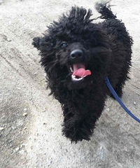 #�ȳ����#+�ȳ�ô�� ˭��������  ����һֻС�蹷