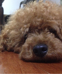 ����Цһ��