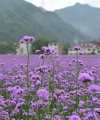 �����Ƽ������޲�