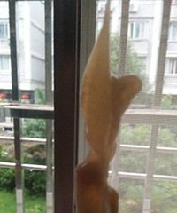 ���Լ��ȵĻ����з�ע��