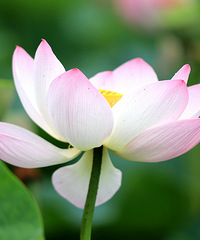 ����Ķ���ô��