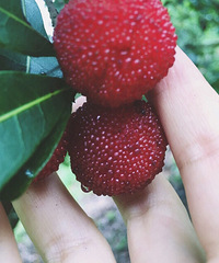 �ɾ���÷��ɽ��ʮ������÷��ժ�ĺ���