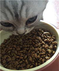 ��ӭ�����ѵĵ���