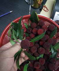 十载梅华免费试吃,大个头东魁