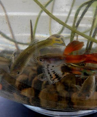 ���������˺ö�С��