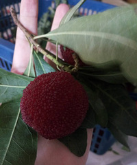 ��ʮ��÷������һ����÷�������ˡ�����