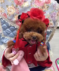 ��һ��磬��ģ����