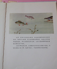 ��6�»汾�������С��