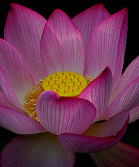 ���������Ⱦ�����ɻ�