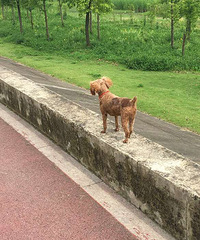 �ؽ�һ��Ѱ�Ҷ�ʧ�İ������������˰�æ����лл