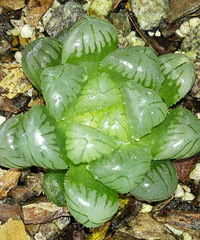 ��Ө��͸����¶