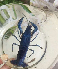 ��һ�ο�����ɫ��С��Ϻ