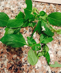 ԭ���������ݰ�