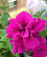 ����������