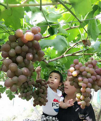 ���ڳ���������