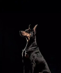 �ű� ˭������