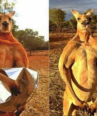 һλ���޵������ĵ��Ĵ����ֵ�