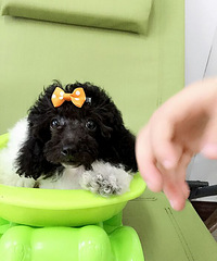 ��ת�á������ڰ׻�̩�ϵܵ�ת��