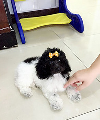 ��ת�á������ڰ׻�̩�ϵܵ�ת��