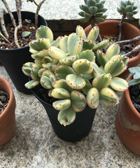 һ���û��ˮ�����¼���ˮ�������춼��Ծ��