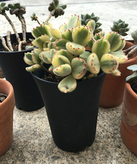 һ���û��ˮ�����¼���ˮ�������춼��Ծ��