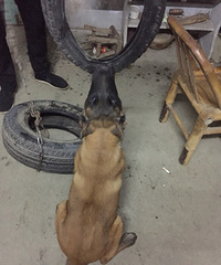 �ҵ���ֻС�� һֻ��akһֻ�п���