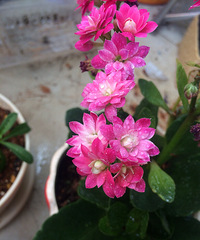 �������¸�