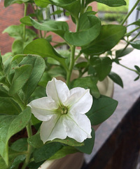 �������¸�