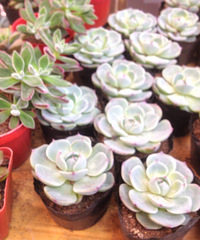 ɹ�Լ���ϲ����ֲ��