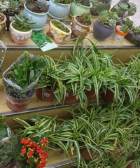 ɹ�Լ���ϲ����ֲ��