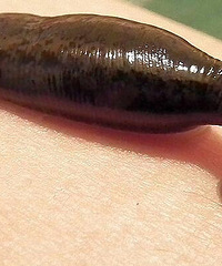 ������һֻ��Ѫά���ĳ���������˶�������̫���